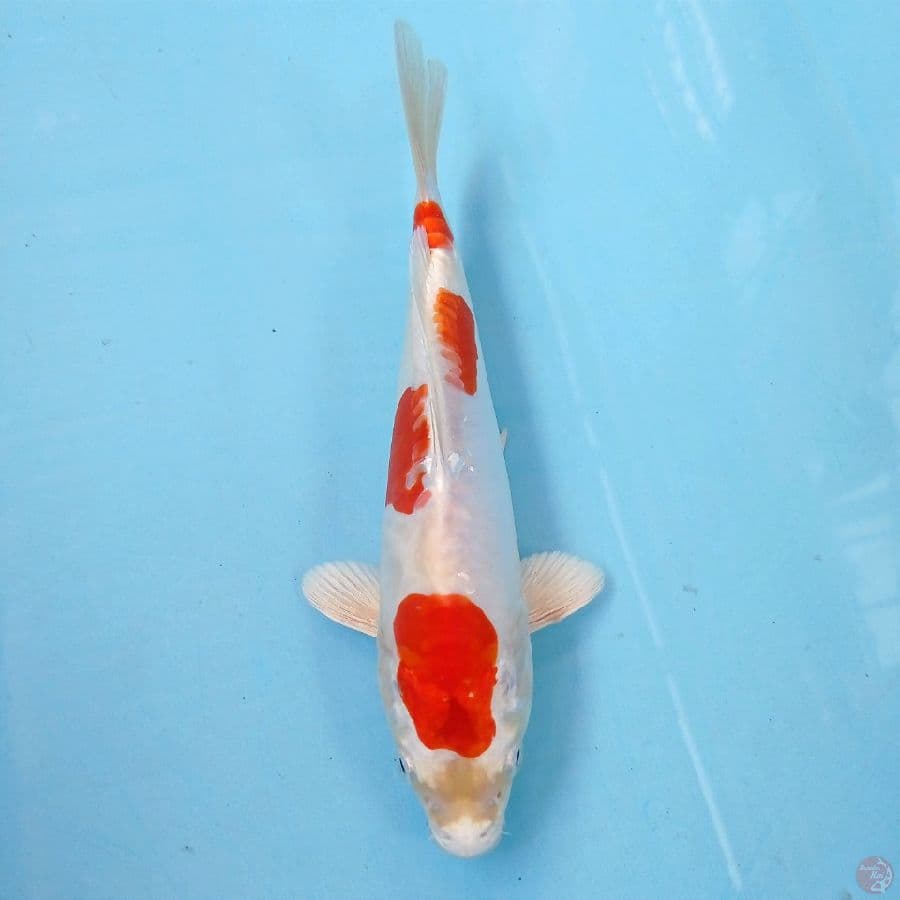 kikushui, 22 cm