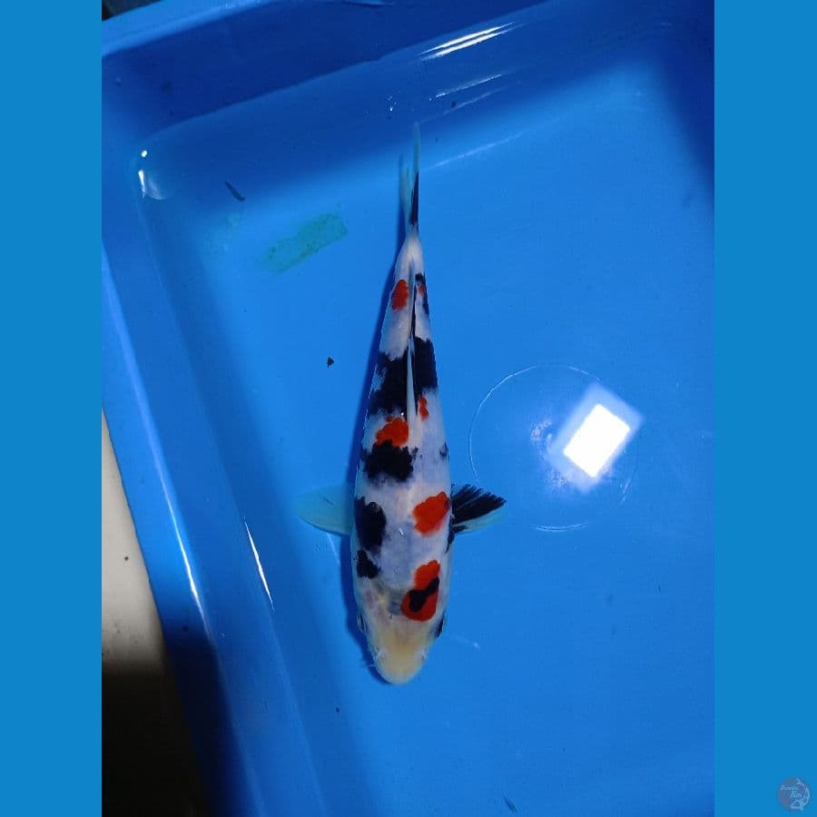 showa 20cm SQ juara 3 zna koi show