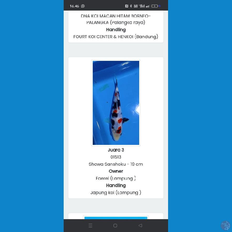 showa 20cm SQ juara 3 zna koi show