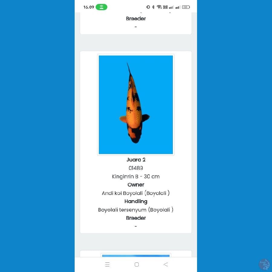 hiutsuri ginrin SQ 30cm juara 3 Wonosobo koi show