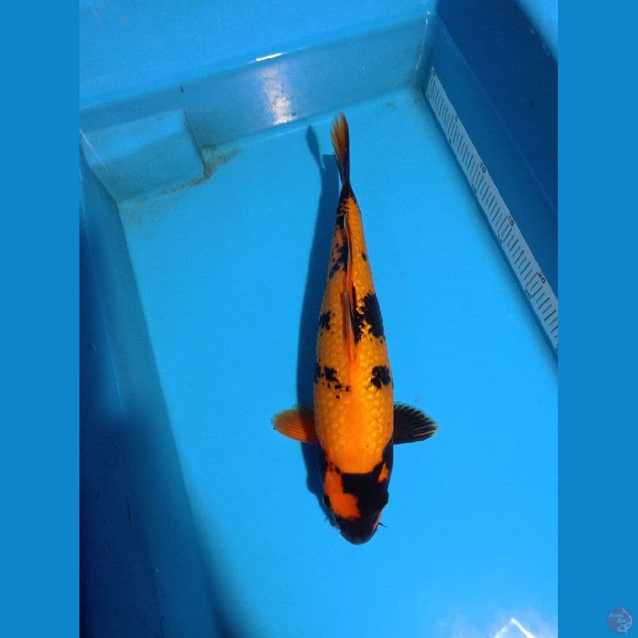 hiutsuri ginrin SQ 30cm juara 3 Wonosobo koi show