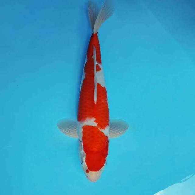 SATRYA 6 - KOHAKU