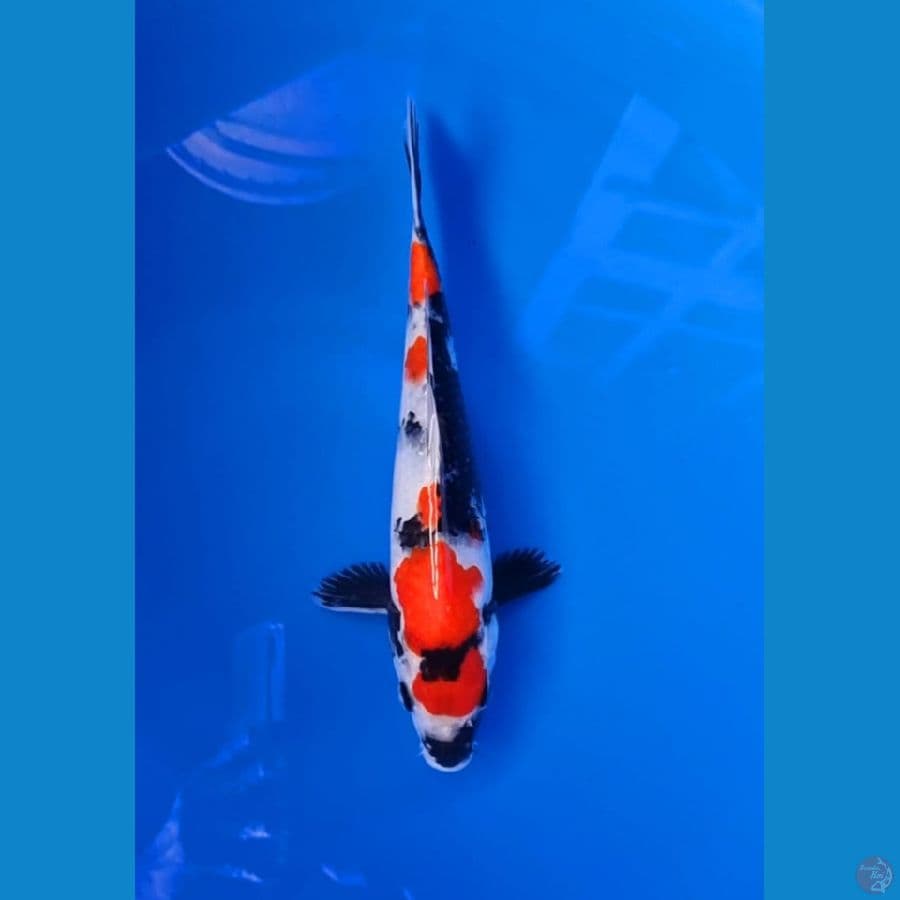 showa HQ 26cm jantan