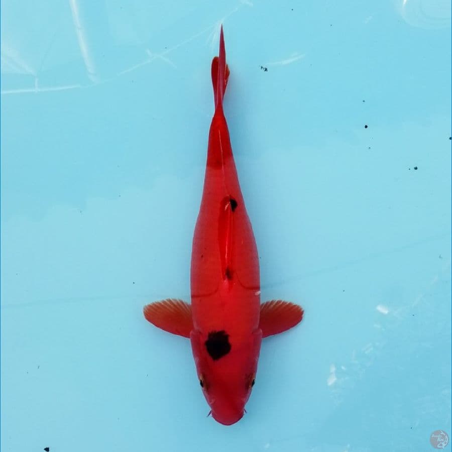 SUPER RED aka bekko