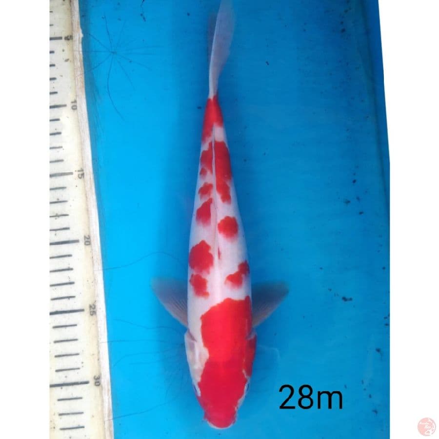 KOHAKU, 28CM MALE