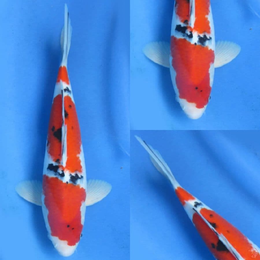 30cm , Sanke SQ Ori