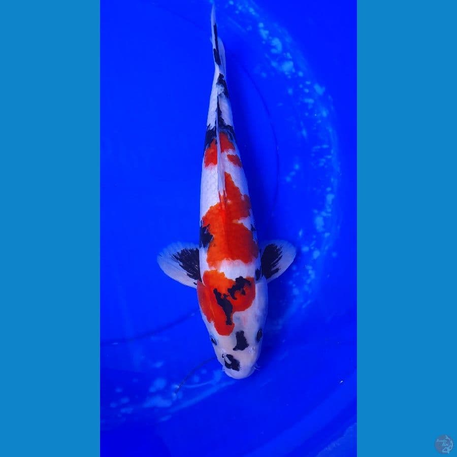 JANTAN SHOWA 40 CM