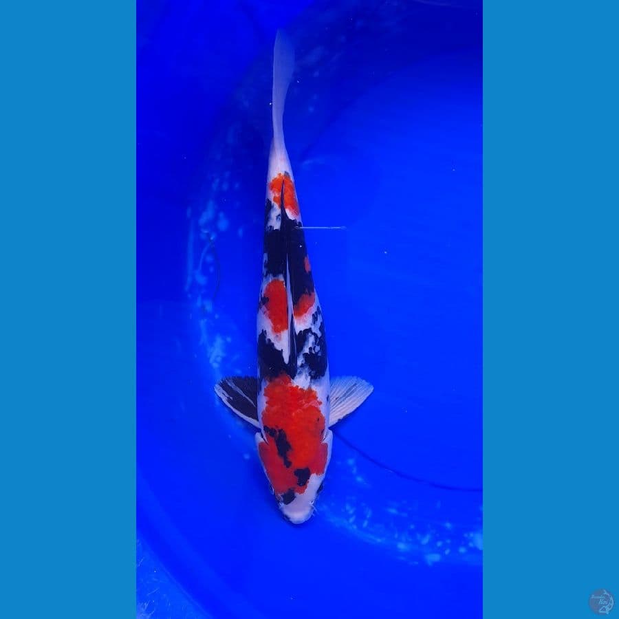 JANTAN SHOWA 40 CM