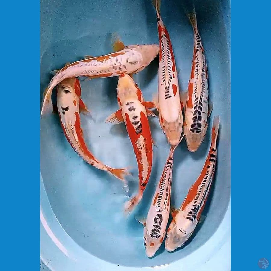 33-36 cm hanasushui
