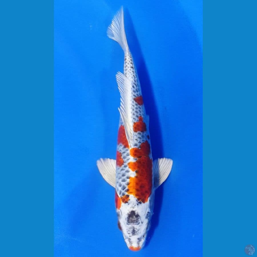 KUJAKU 33 CM