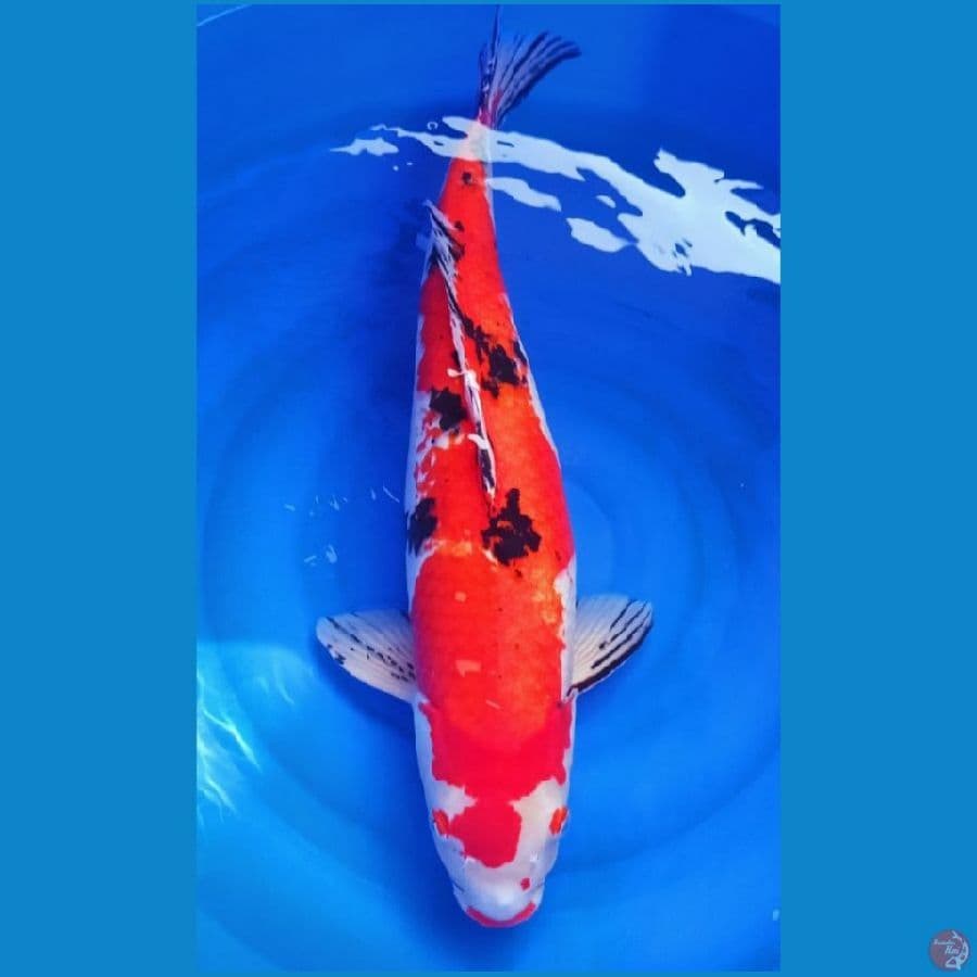 70cm sanke tajima