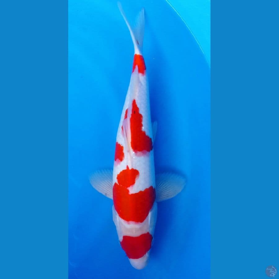 kohaku 37CM
