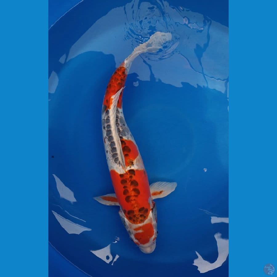 MARUTEN KIKO SIZE 58CM‼️ JANTAN