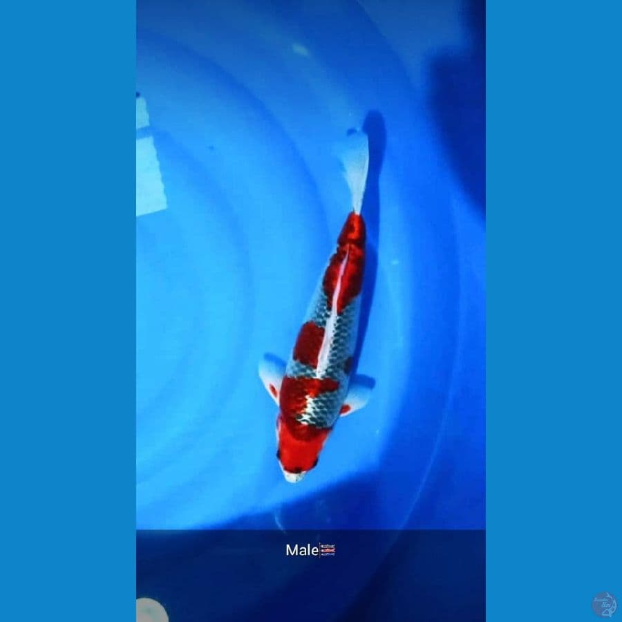 GOSIKI Show Quality 35cm