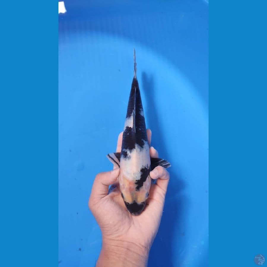 SHIRO 25CM - MALE