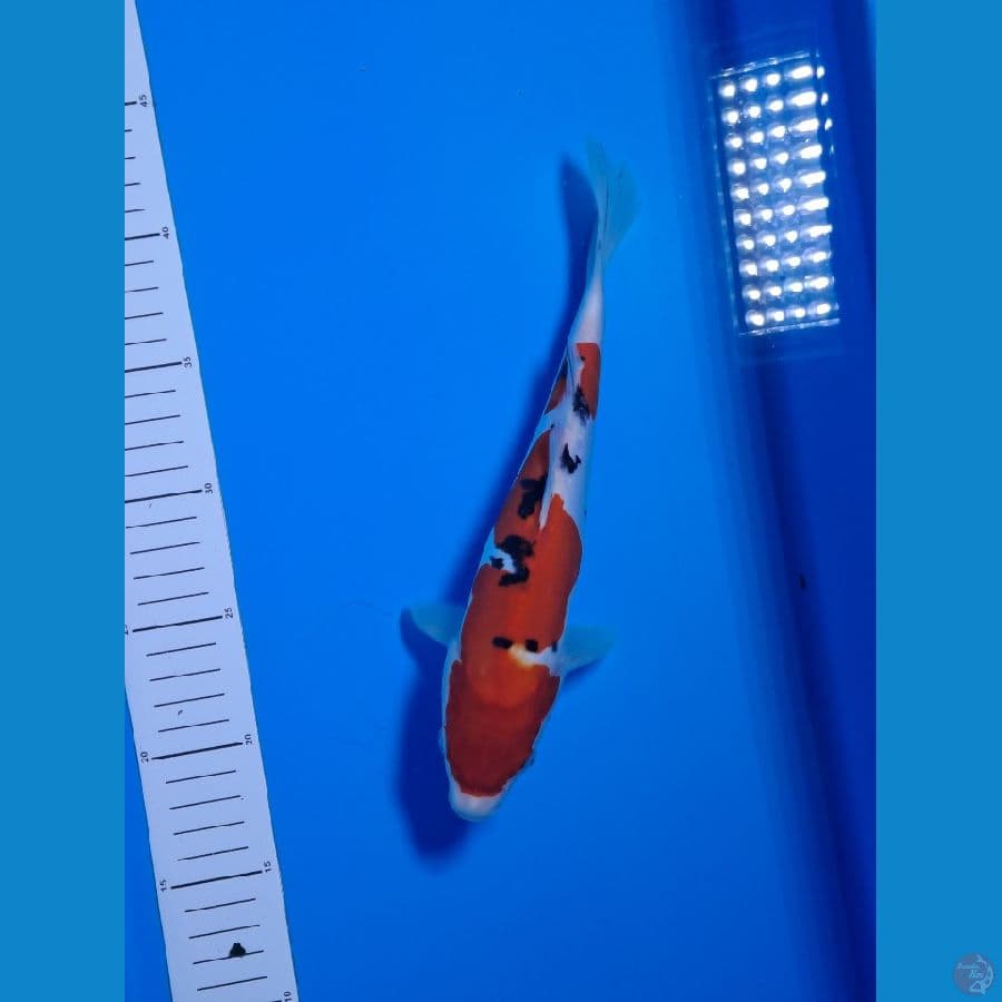 DOITSU SANKE INAZUMA 26CM