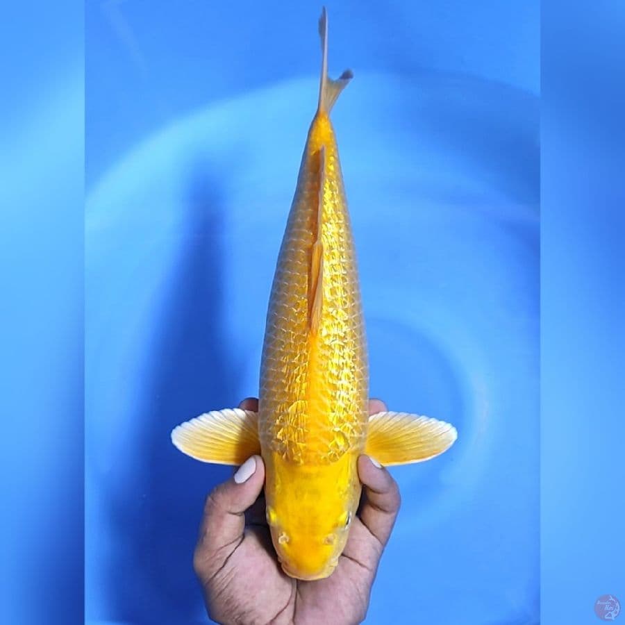 KRASI GINRIN # 38- F