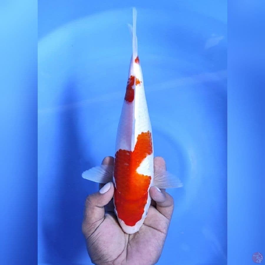 KOHAKU MANTAP # 28CM - F