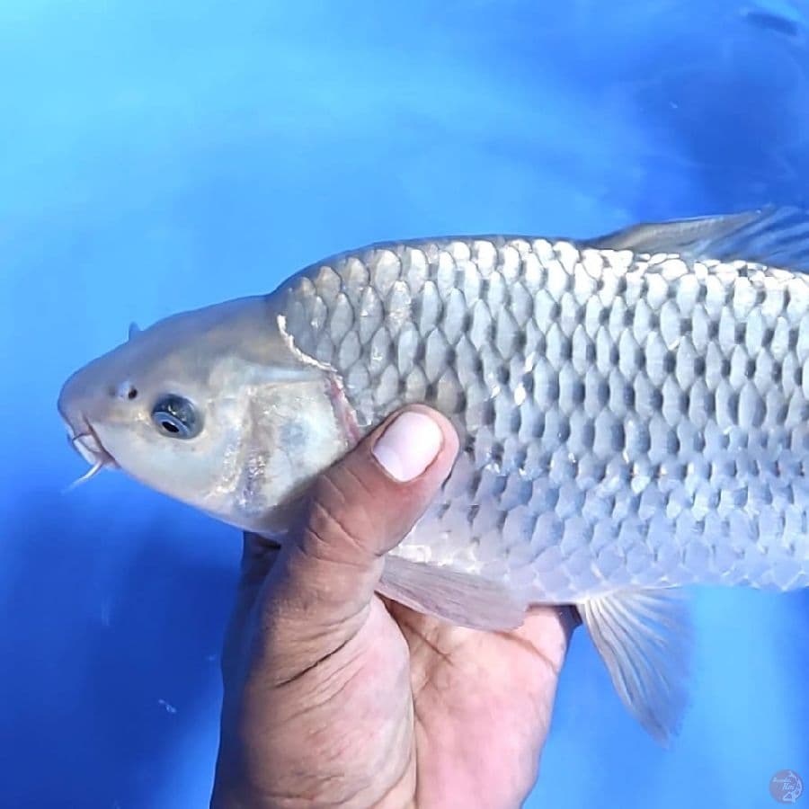 SORAGOI PUNUK # 32CM - M