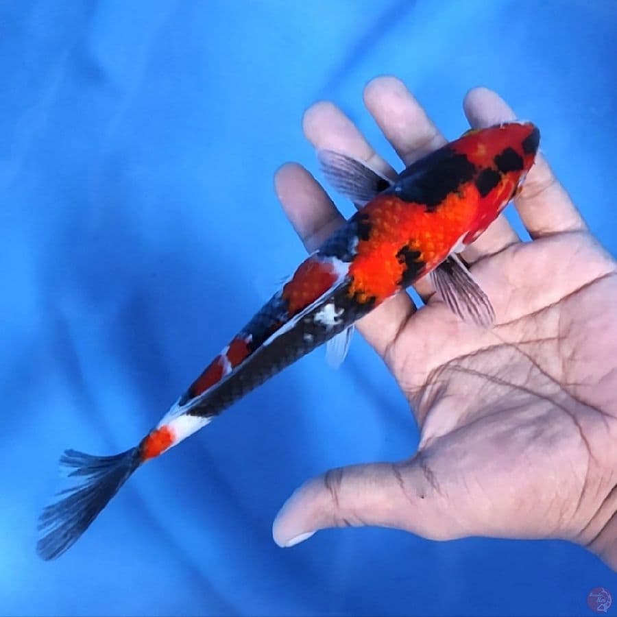 SHOWA SANSOKU # 22CM - F