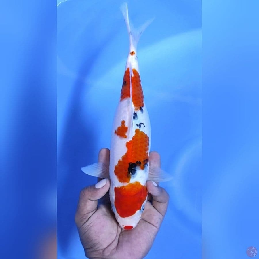 SANKE ORIGINAL # 30CM - F