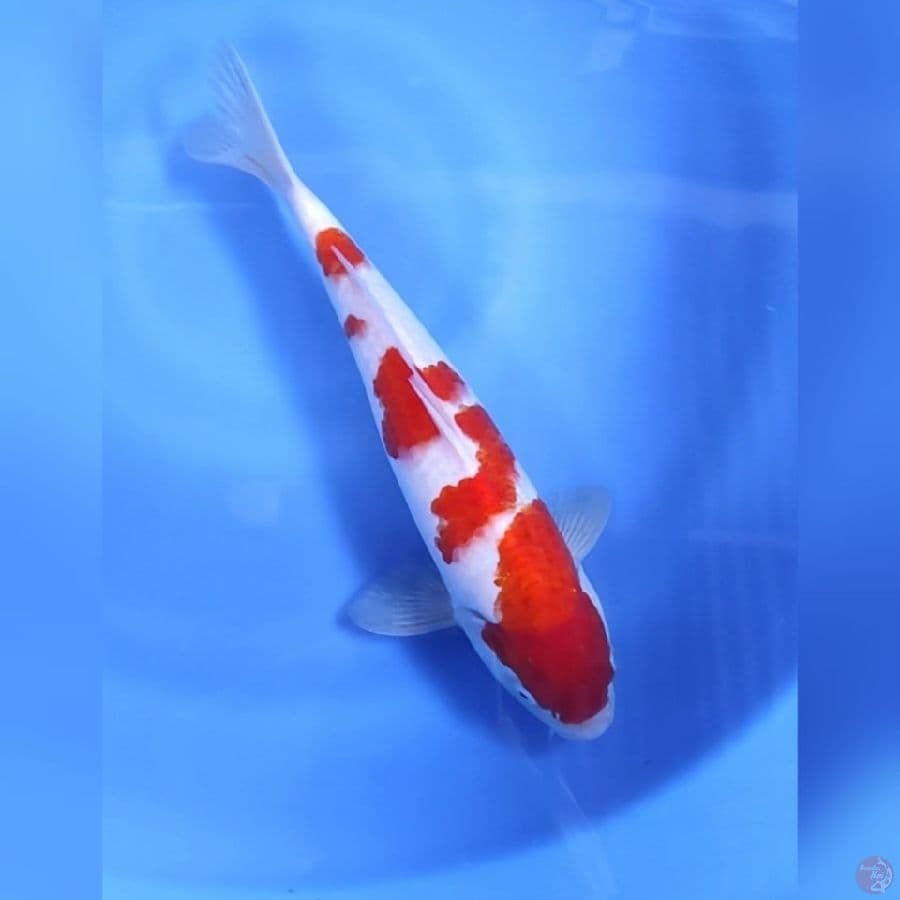 KOHAKU # 33CM - M