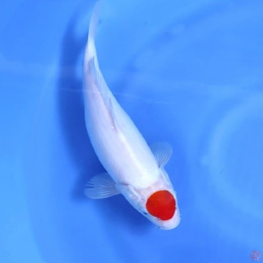 TANCHO KOHAKU # 30CM - F