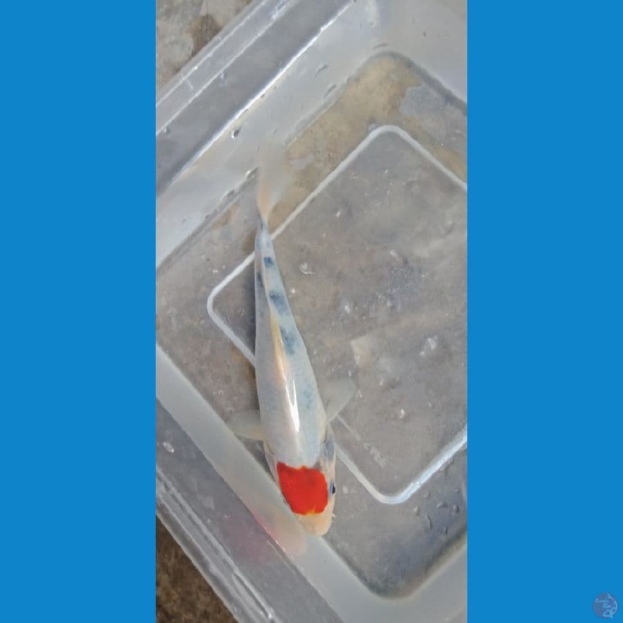 tc showa original merah strong 15cm