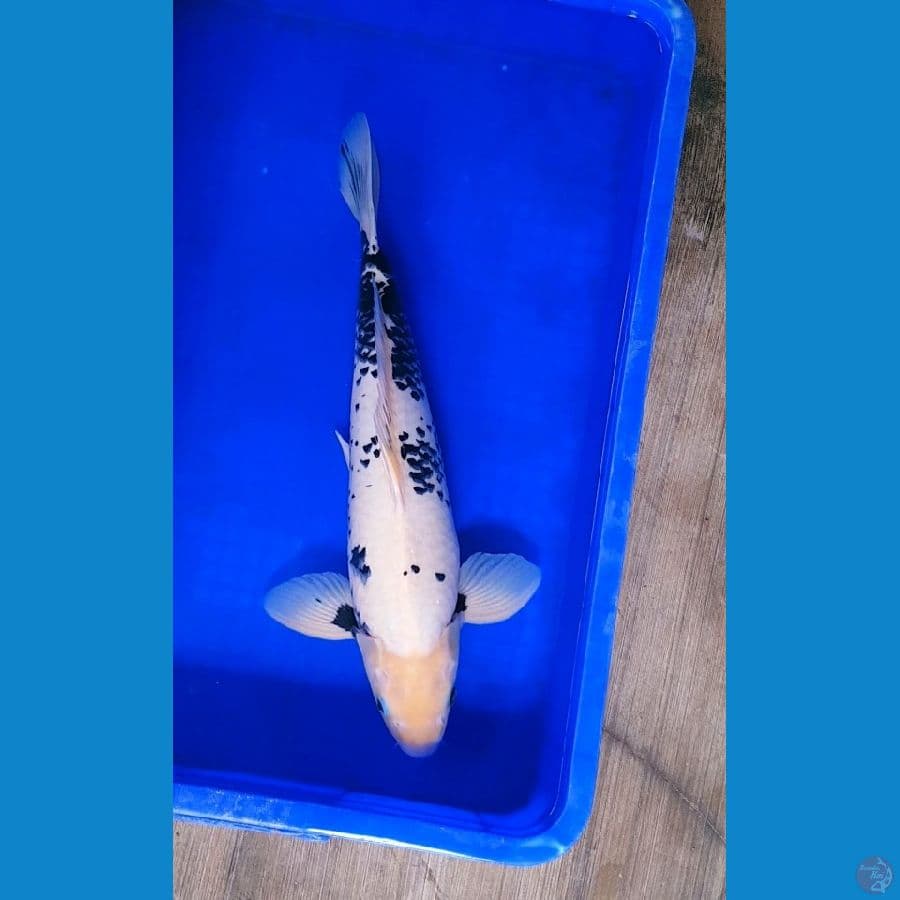 Matsukawabake 47cm MALE
