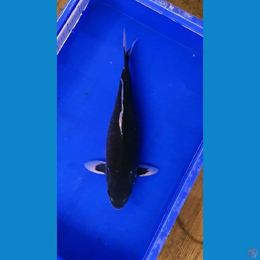 Black Dragon 47cm Female