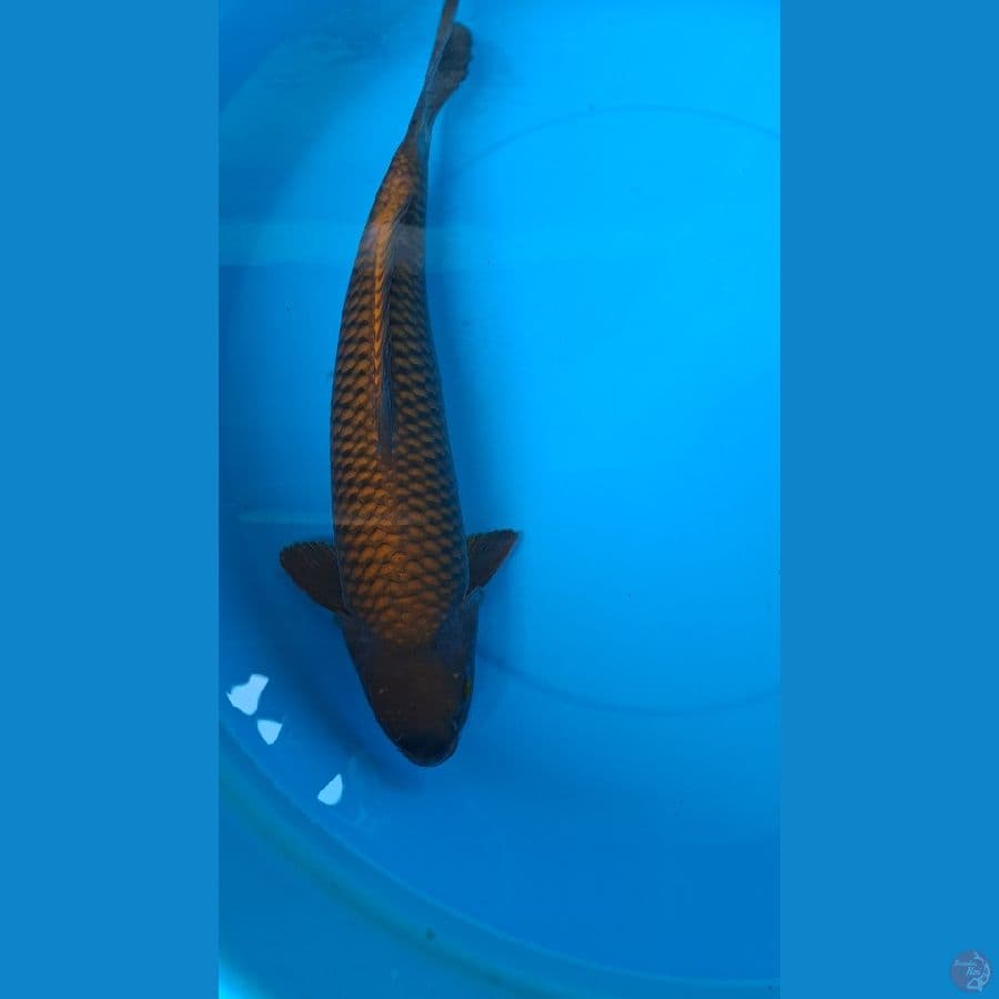cagoi tembaga