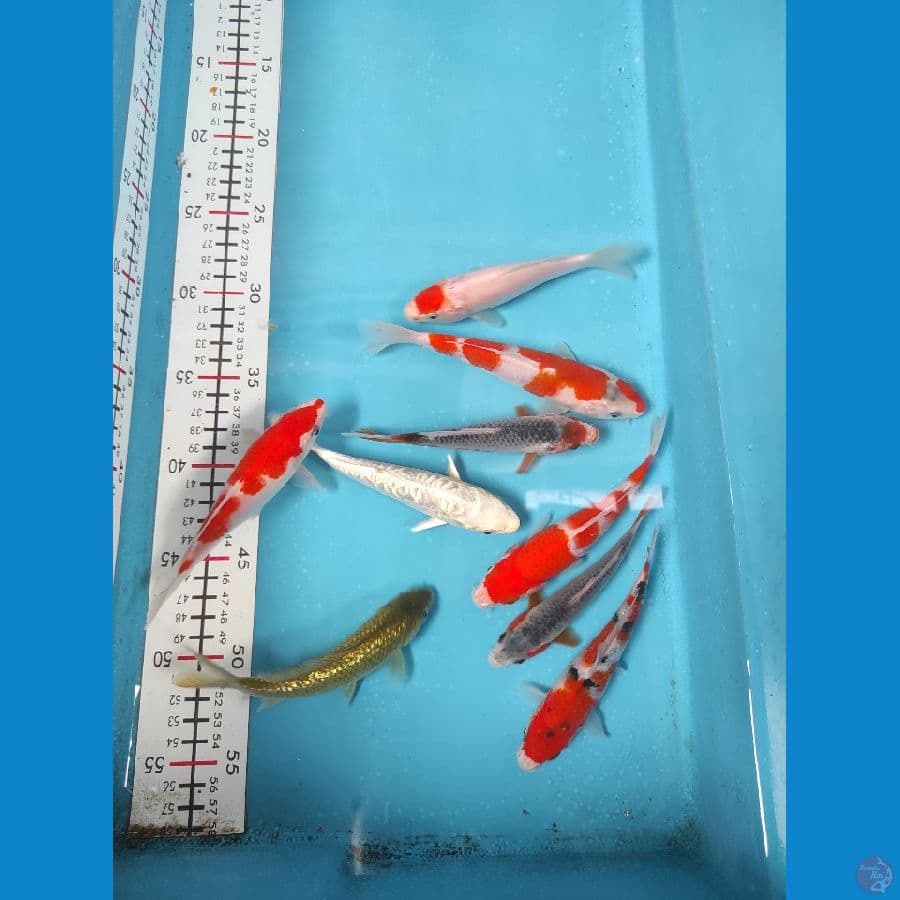 mix 14-17cm 8 buntut