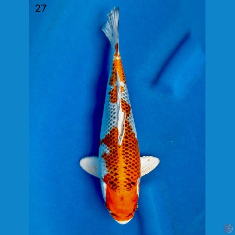 kujaku F1 27cm male