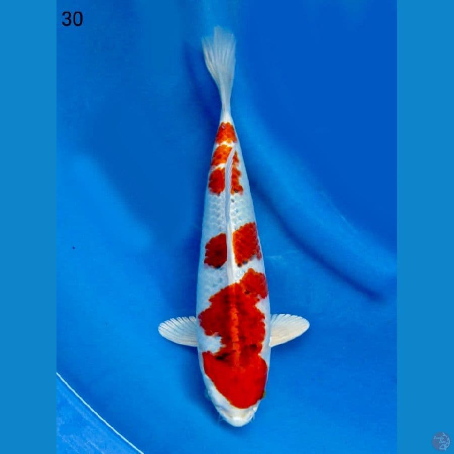 Red kujaku 30 cm male vidio japri