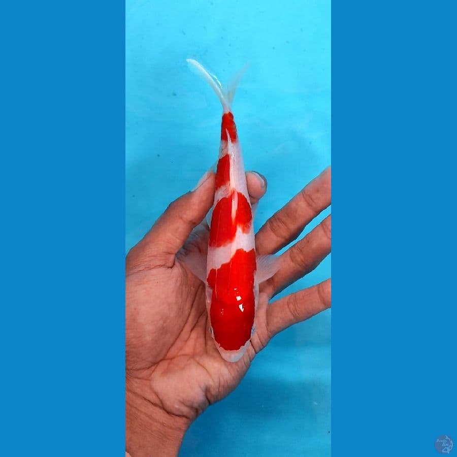 red kohaku 17 cm