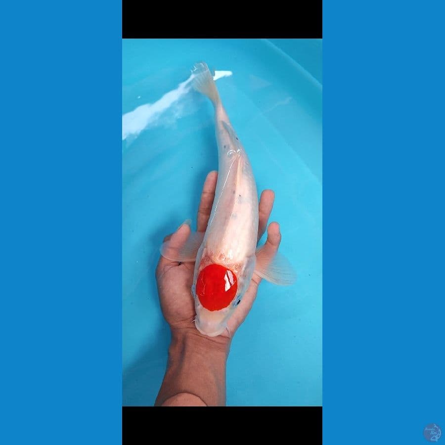 Tanco sanke tategoi 35 cm ( cut merapikan)
