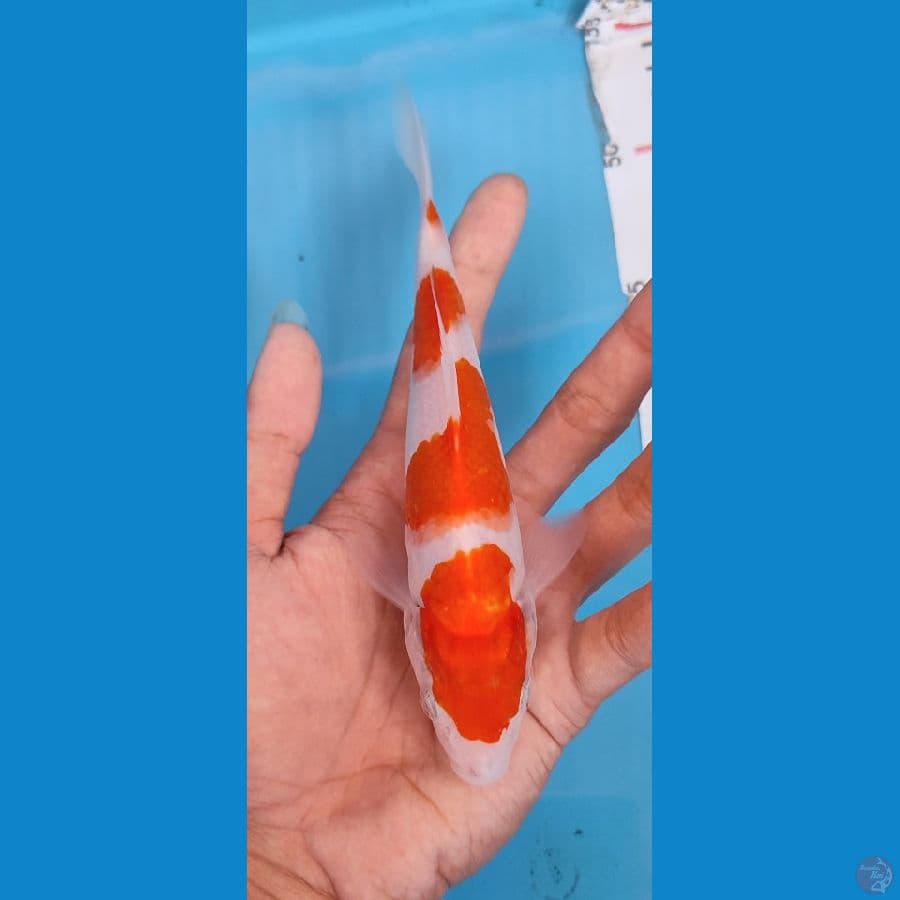 minion original kohaku 17 cm