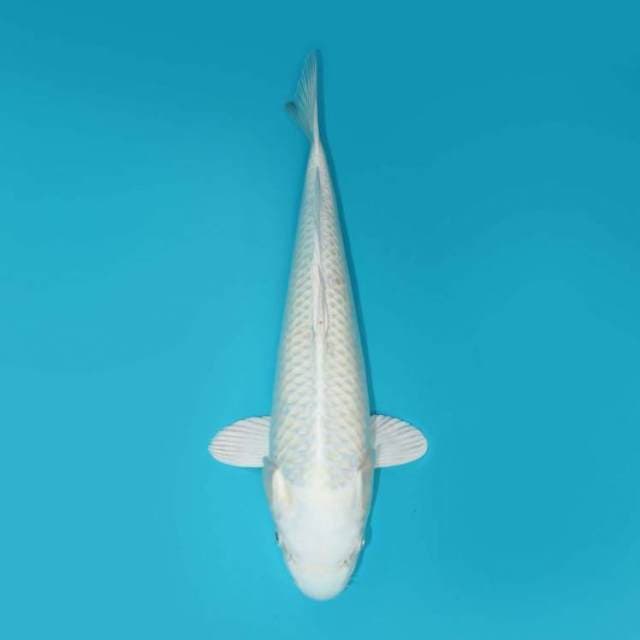 PLATINUM 30 CM