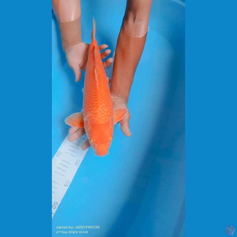 karasi manggo 40cm