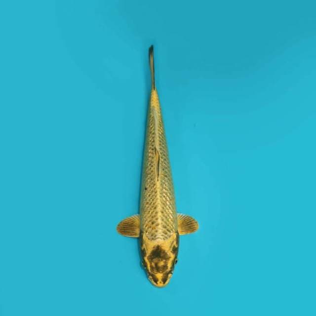 MUKASHI 33 CM