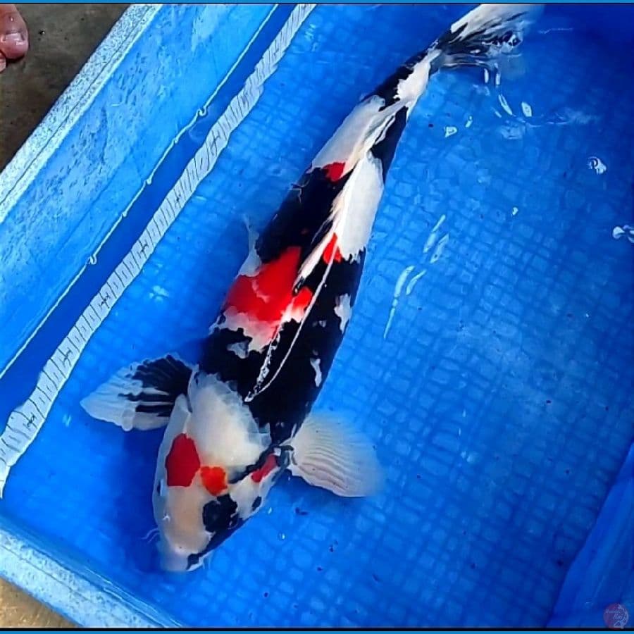SHOWA 53cm Male™