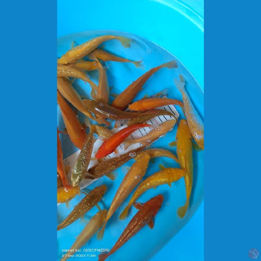 paket 50 ekor caramel, karasi, benca 15-17cm