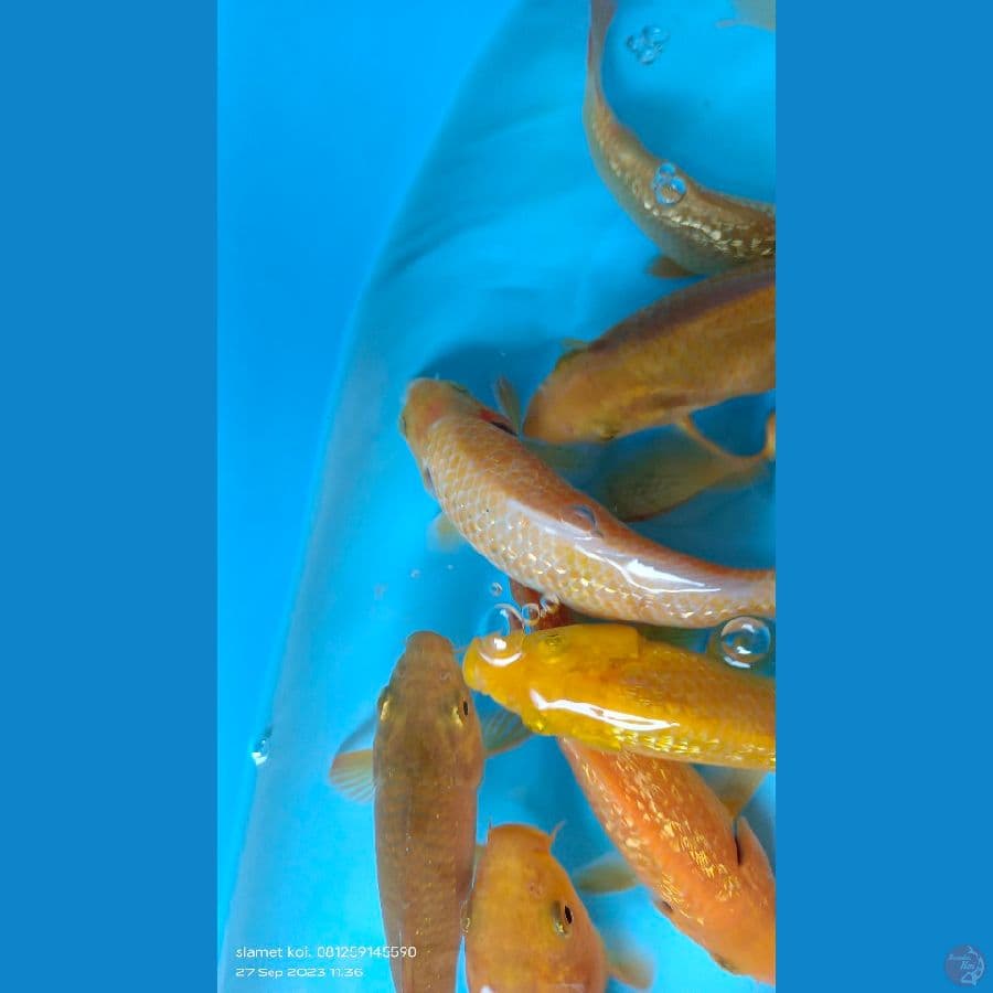 paket 50 ekor caramel, karasi, benca 15-17cm