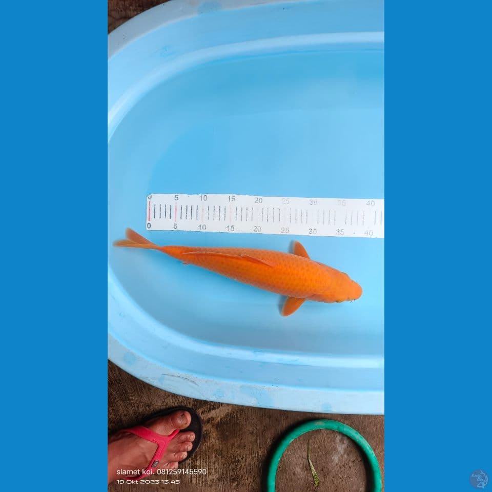 karasi 44cm mm