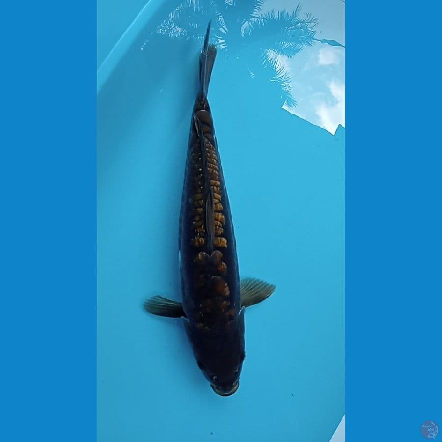 Naga hitam