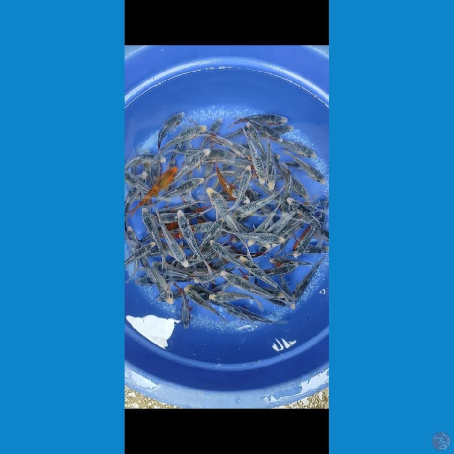 asagi 100ekor 10-15cm