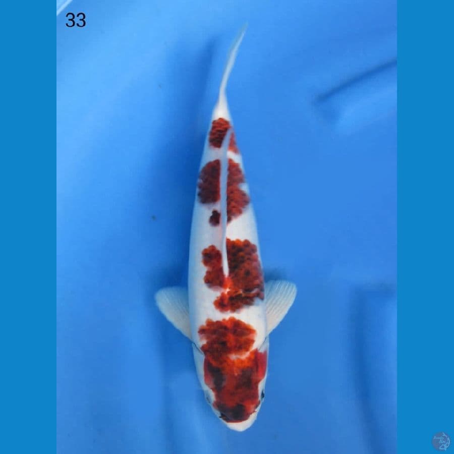 33cm - Ai goromo