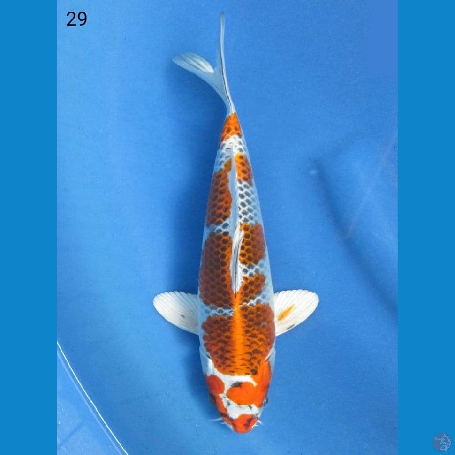 29cm - Kujaku