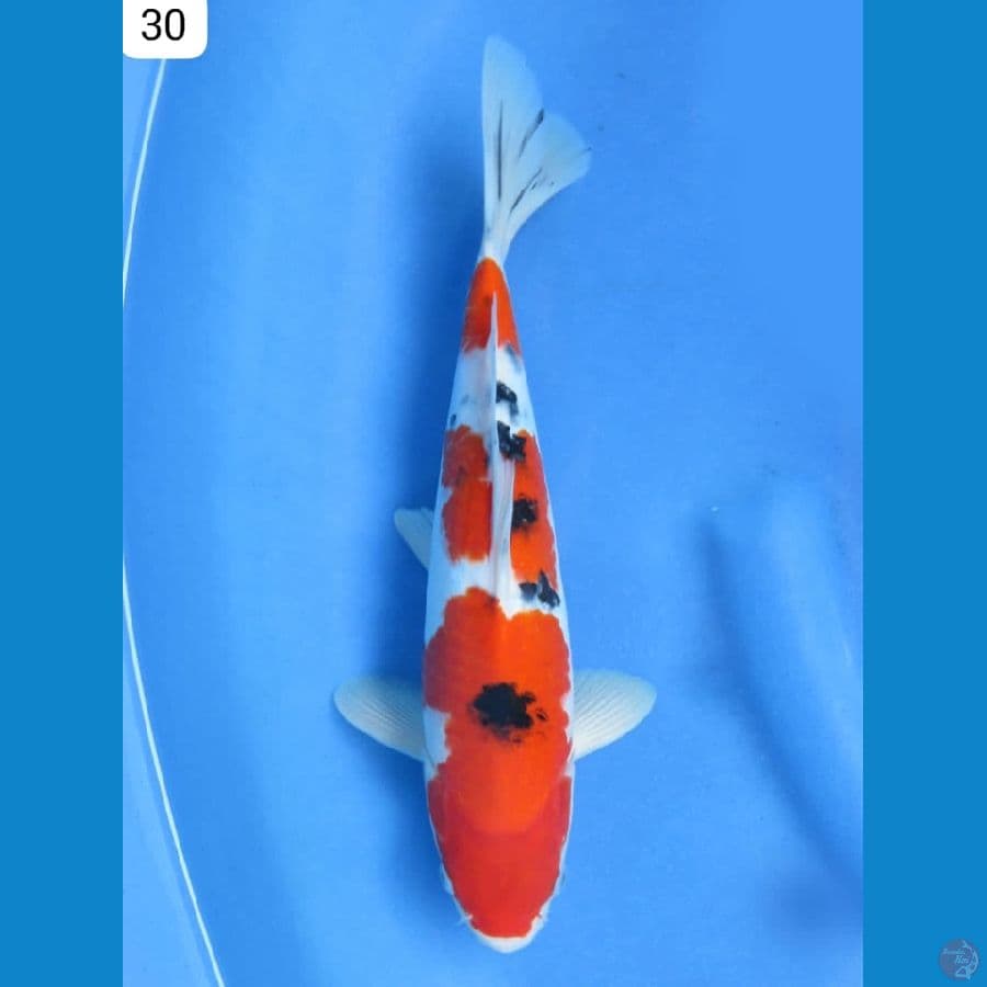 30cm - Sanke