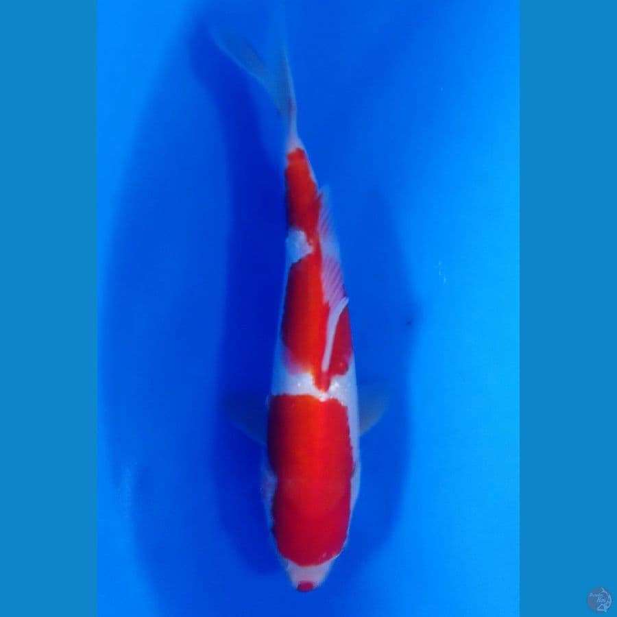 kohaku 27cm